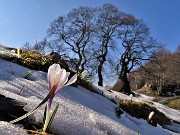 60 Crocus vernus ai Tre Faggi si fanno spazio tra la neve